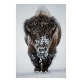 How Bison Keep Warm - Healthy Bison Meat Snack Sticks - BUFF