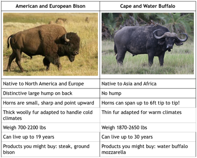 What is the difference between bison and buffalo? - Healthy Bison Meat Snack Sticks - BUFF