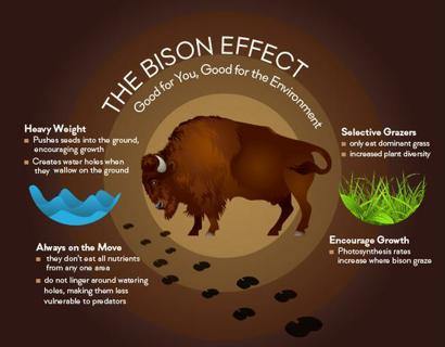 Comparing Meat Protein - Why We Chose Bison for BUFF - Healthy Bison Meat Snack Sticks - BUFF